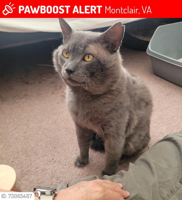 Lost Male Cat last seen Near the rec center - he bolted to the woods, Montclair, VA 22025