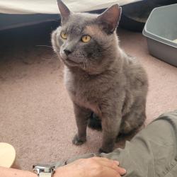 Lost Male Cat last seen Near the rec center - he bolted to the woods, Montclair, VA 22025