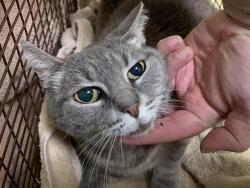 Shelter Stray Female Cat last seen SPENLOW WAY & CHARM WAY, 2127 Front St, Sacramento, CA 95818, USA