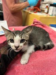 Shelter Stray Male Cat last seen HOME 2 SUITES BAY FARM, 1590 Fortmann Way, Alameda, CA 94501, USA