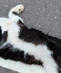 Found/Stray Unknown Cat last seen North of 57th st. And Tea Ellis Rd, Sioux Falls, SD 57106