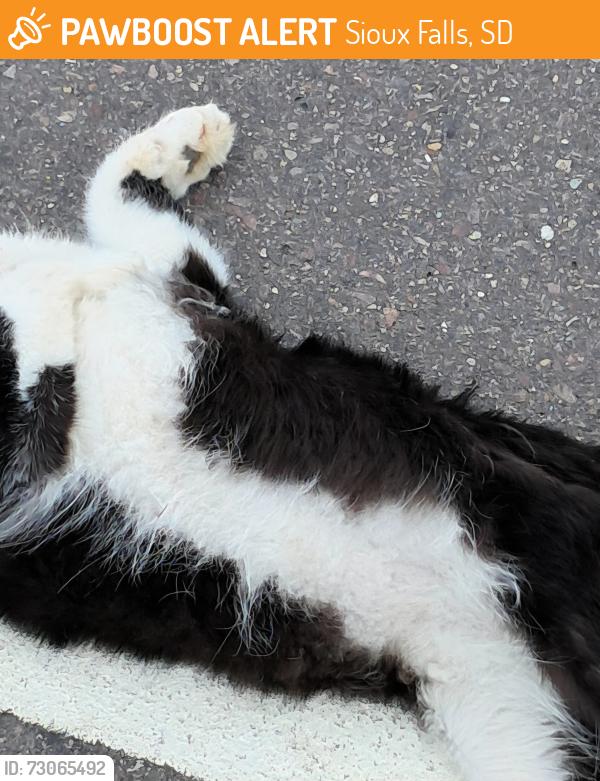 Found/Stray Unknown Cat last seen North of 57th st. And Tea Ellis Rd, Sioux Falls, SD 57106