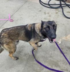 Shelter Stray Female Dog last seen , 1850 W 60th St, Los Angeles, CA 90047, USA