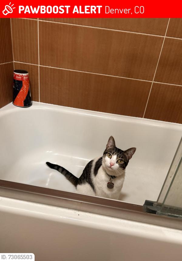 Lost Female Cat last seen yosemite , Denver, CO 80237
