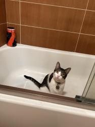 Lost Female Cat last seen yosemite , Denver, CO 80237