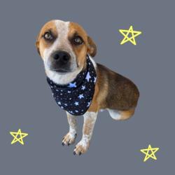 Shelter Stray Male Dog last seen Near BLOCK JACKSON AVE, WASCO CA 93280, 3951 Fruitvale Ave, Bakersfield, CA 93308, USA