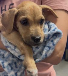 Shelter Stray Male Dog last seen Near BLOCK STOCKDALE HWY, BAKERSFIELD CA 93312, 3951 Fruitvale Ave, Bakersfield, CA 93308, USA