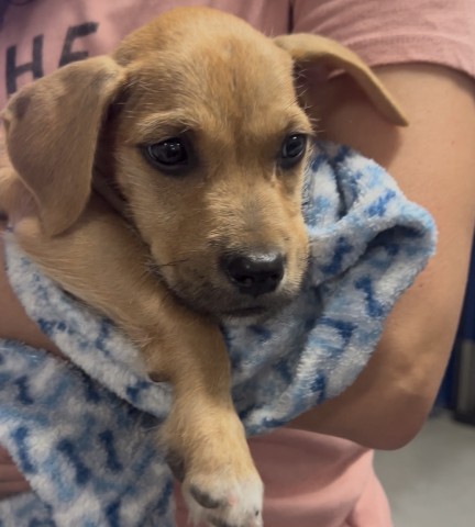Shelter Stray Male Dog last seen Near BLOCK STOCKDALE HWY, BAKERSFIELD CA 93312, 3951 Fruitvale Ave, Bakersfield, CA 93308, USA