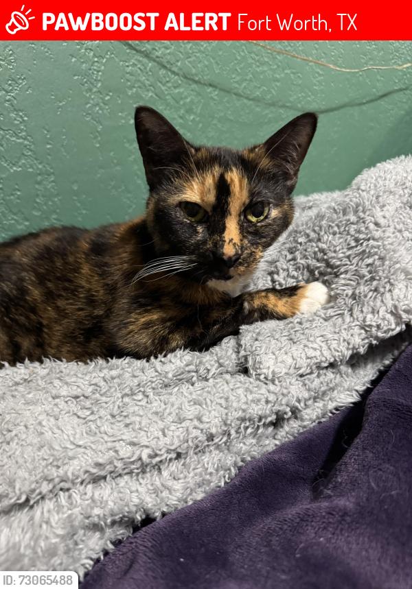 Lost Female Cat last seen Wentworth St and Westhaven, Fort Worth, TX 76132