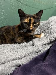 Lost Female Cat last seen Wentworth St and Westhaven, Fort Worth, TX 76132