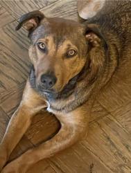 Lost Female Dog last seen 11th Ave and Tucson street, Aurora, CO 80011