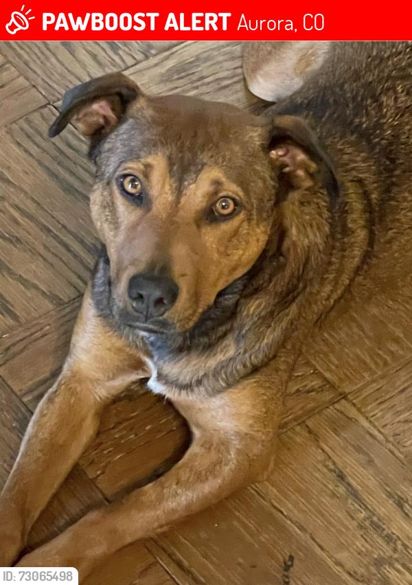 Lost Female Dog last seen 11th Ave and Tucson street, Aurora, CO 80011