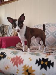 Lost Female Dog last seen Near n rockingham ave tavares fl 32778, Tavares, FL 32778