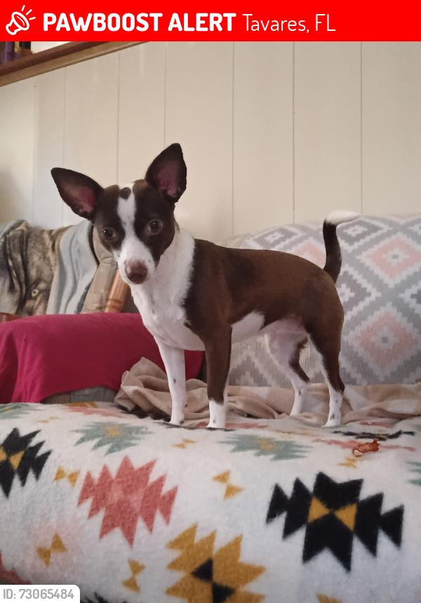 Lost Female Dog last seen Near n rockingham ave tavares fl 32778, Tavares, FL 32778