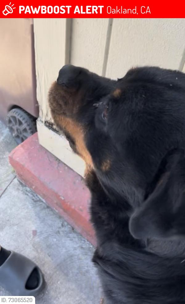 Lost Male Dog last seen 71st ave by coliseum , Oakland, CA 94621