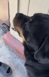 Lost Male Dog last seen 71st ave by coliseum , Oakland, CA 94621