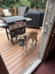 Found/Stray Female Dog last seen County Road 364 W, Washington Township, IN 47303