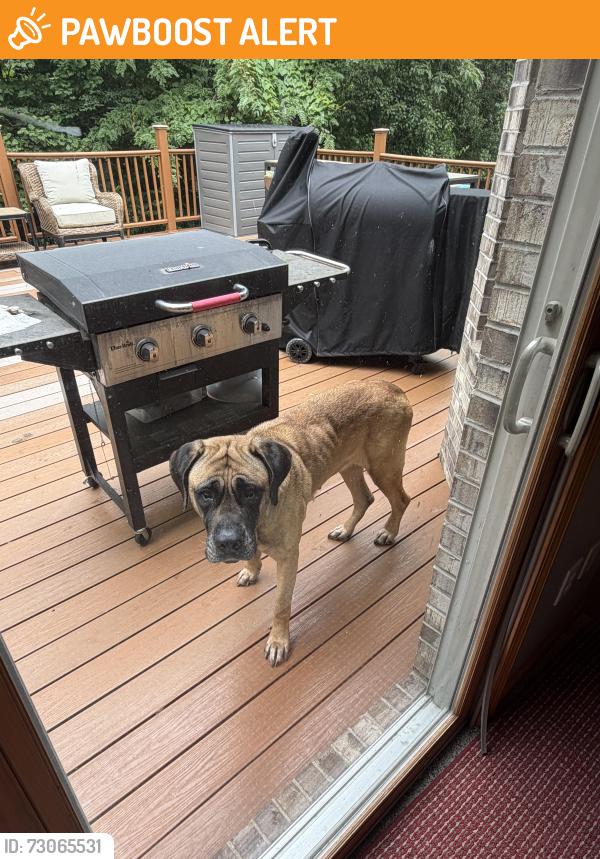 Found/Stray Female Dog last seen County Road 364 W, Washington Township, IN 47303