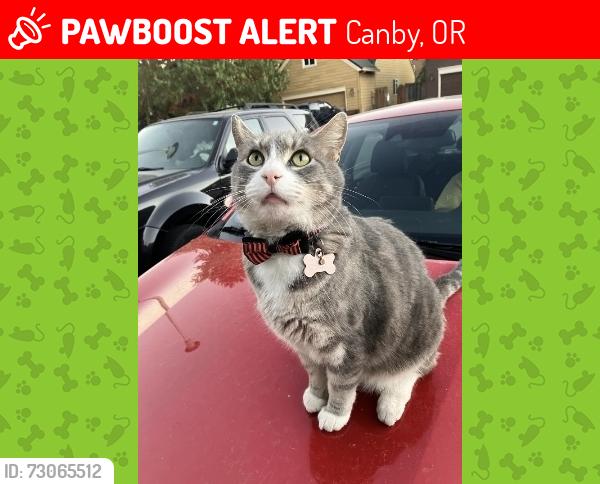 Lost Female Cat last seen toffee farms, Canby, OR 97013