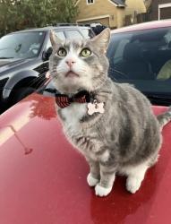 Lost Female Cat last seen toffee farms, Canby, OR 97013