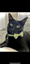 Lost Male Cat last seen Near Howell branch rd, Winter Park, FL 32789