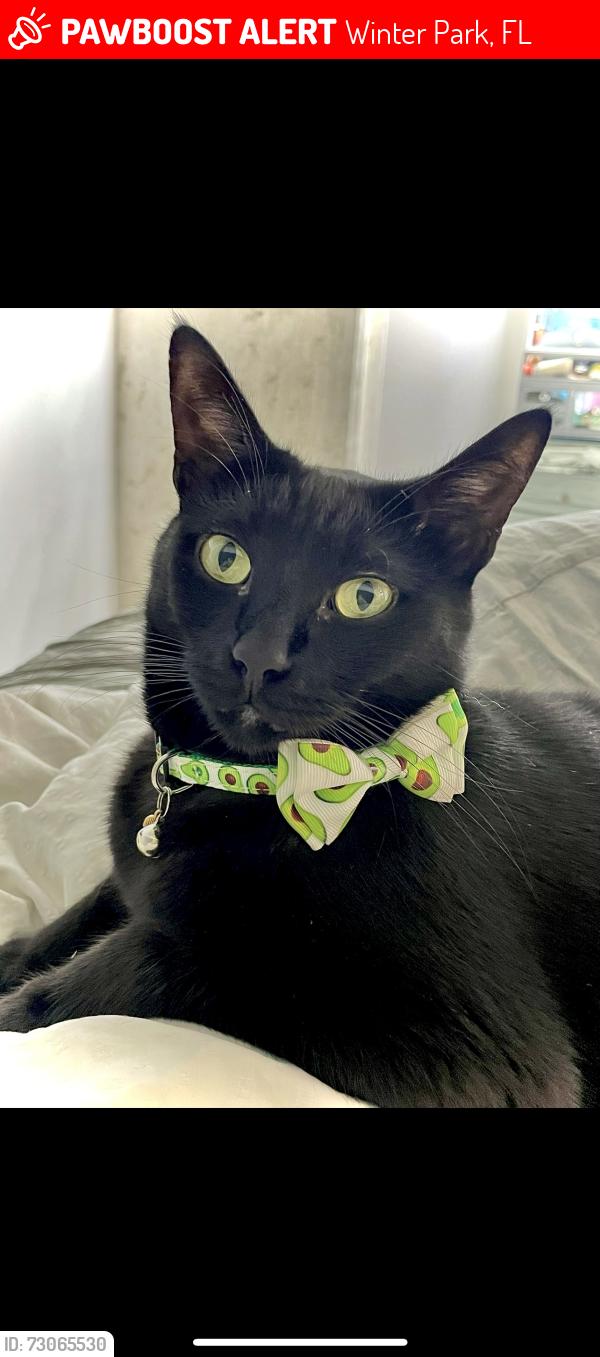 Lost Male Cat last seen Near Howell branch rd, Winter Park, FL 32789
