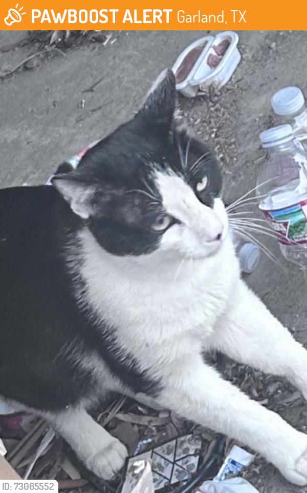 Found/Stray Male Cat last seen Plano rd and buckingham, Garland, TX 75042