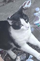 Found/Stray Male Cat last seen Plano rd and buckingham, Garland, TX 75042