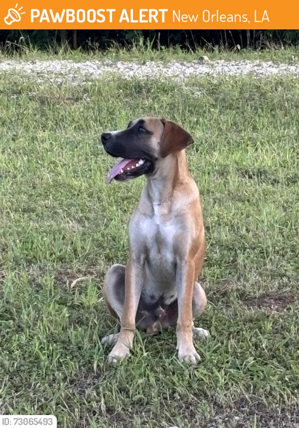 Found/Stray Male Dog last seen English Turn bridge , New Orleans, LA 70131