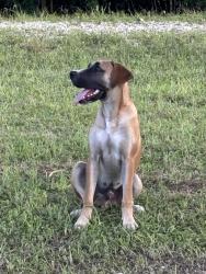 Found/Stray Male Dog last seen English Turn bridge , New Orleans, LA 70131