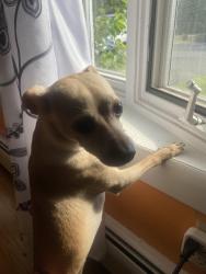 Reunited Female Dog last seen Summit st, Bridgeport, CT 06606