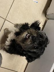 Lost Male Dog last seen Russell’s and Maryland , Crownsville, MD 21032