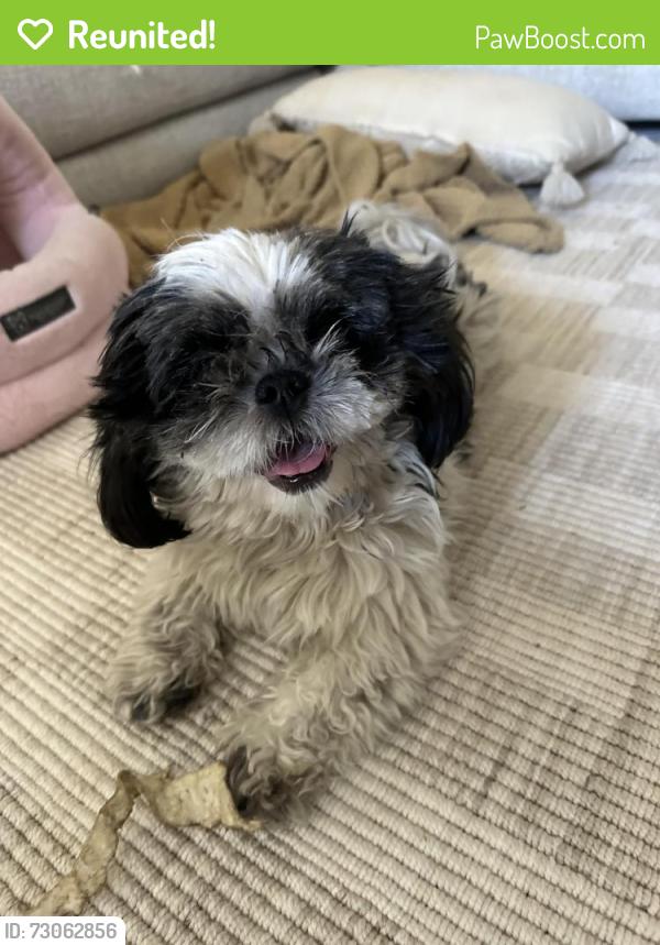 Reunited Female Dog last seen Donaldson Way, American Canyon, CA 94503