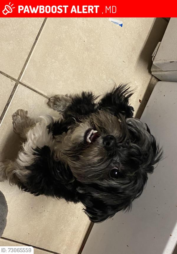 Lost Male Dog last seen Russell’s and Maryland , Crownsville, MD 21032