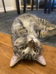 Lost Female Cat last seen Prep Phillips, Augusta, GA 30901