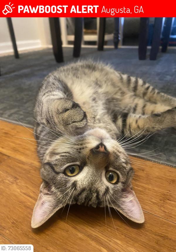 Lost Female Cat last seen Prep Phillips, Augusta, GA 30901
