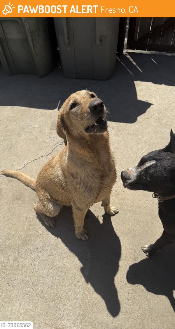 Found/Stray Male Dog last seen Shaw and West, Fresno, CA 93705