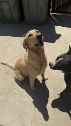 Found/Stray Male Dog last seen Shaw and West, Fresno, CA 93705