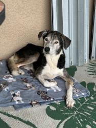 Found/Stray Male Dog last seen Hancock bridge pkwy, Cape Coral, FL 33990