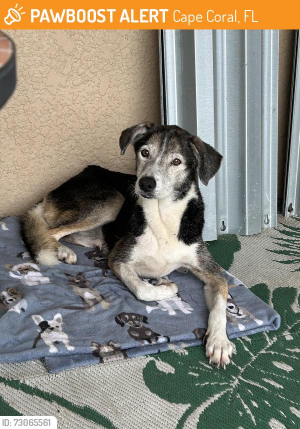 Found/Stray Male Dog last seen Hancock bridge pkwy, Cape Coral, FL 33990