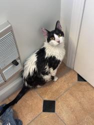 Reunited Male Cat last seen Suspected to have left through backyard of hse on Park way and Palm ave, South San Francisco, CA 94080