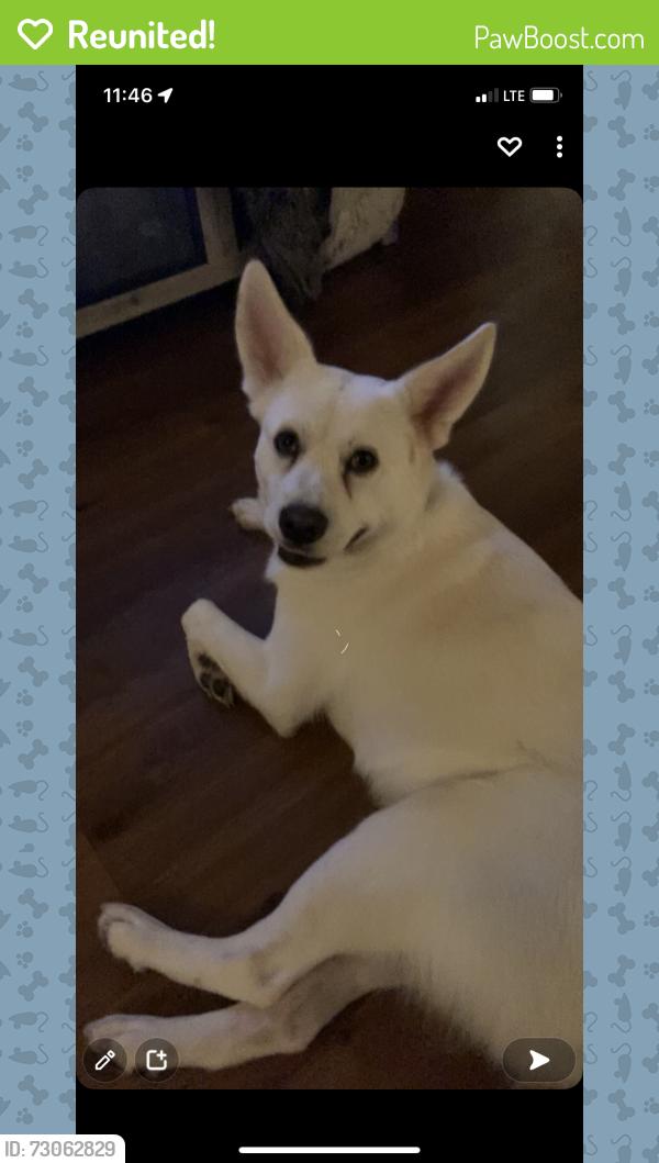 Reunited Male Dog last seen Near candler ave, Spring Hill, FL 34609