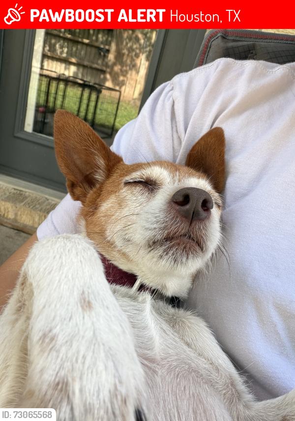 Lost Female Dog last seen Tc jester, Houston, TX 77092