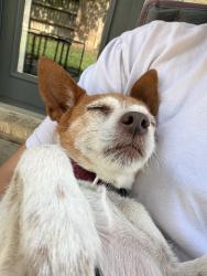 Lost Female Dog last seen Tc jester, Houston, TX 77092