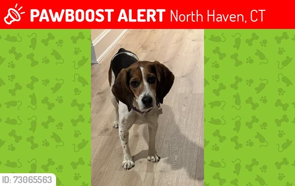 Lost Female Dog last seen Scrub Oak Rd and Colony Rd, North Haven, CT 06473