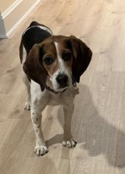 Lost Female Dog last seen Scrub Oak Rd and Colony Rd, North Haven, CT 06473