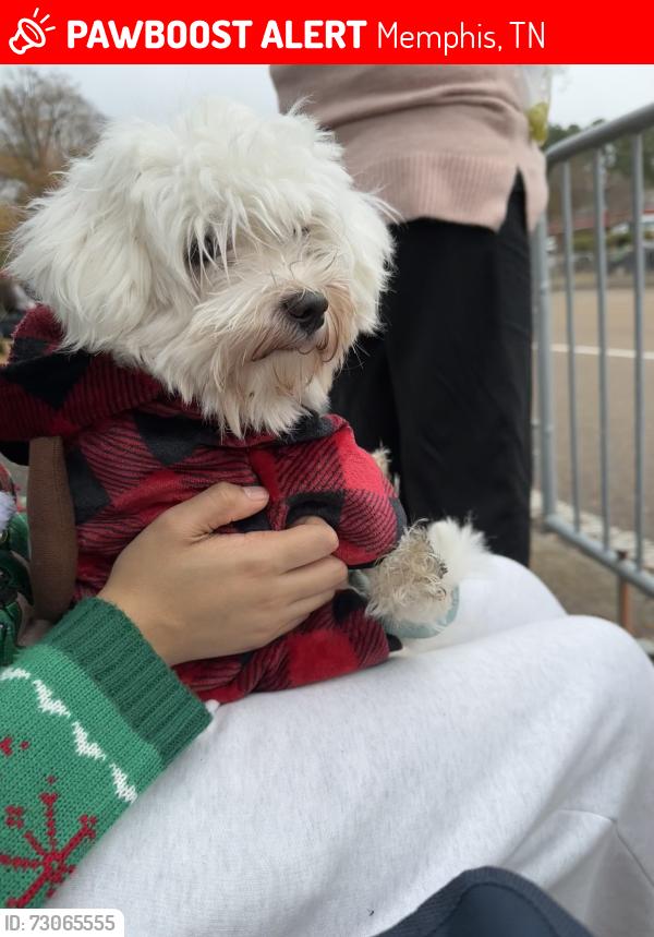 Lost Male Dog last seen Lagrange Road in Cordova by Dexter Middle School, Memphis, TN 38018