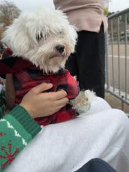 Lost Male Dog last seen Lagrange Road in Cordova by Dexter Middle School, Memphis, TN 38018