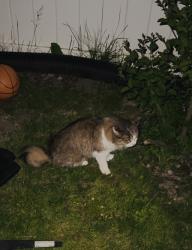 Reunited Female Cat last seen Fontwell Cres.,Lawisham Dr.,Mississauga ON, Mississauga, ON L5J