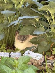 Found/Stray Unknown Cat last seen Hillingdon road, Ellicott City, MD 21163